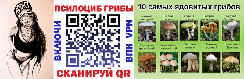 где продают   Магас  Псилоцибиновые грибы мицелий 